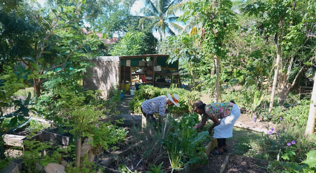 Premières Rencontres du Matrimoine Ultramarin : femmes et savoirs écologiques